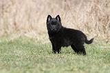 SCHIPPERKE 380